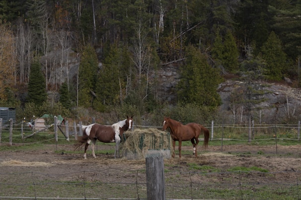 Old horses enjoying their safe haven.