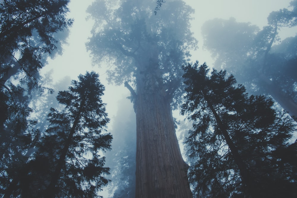 low-angle photograph of trees