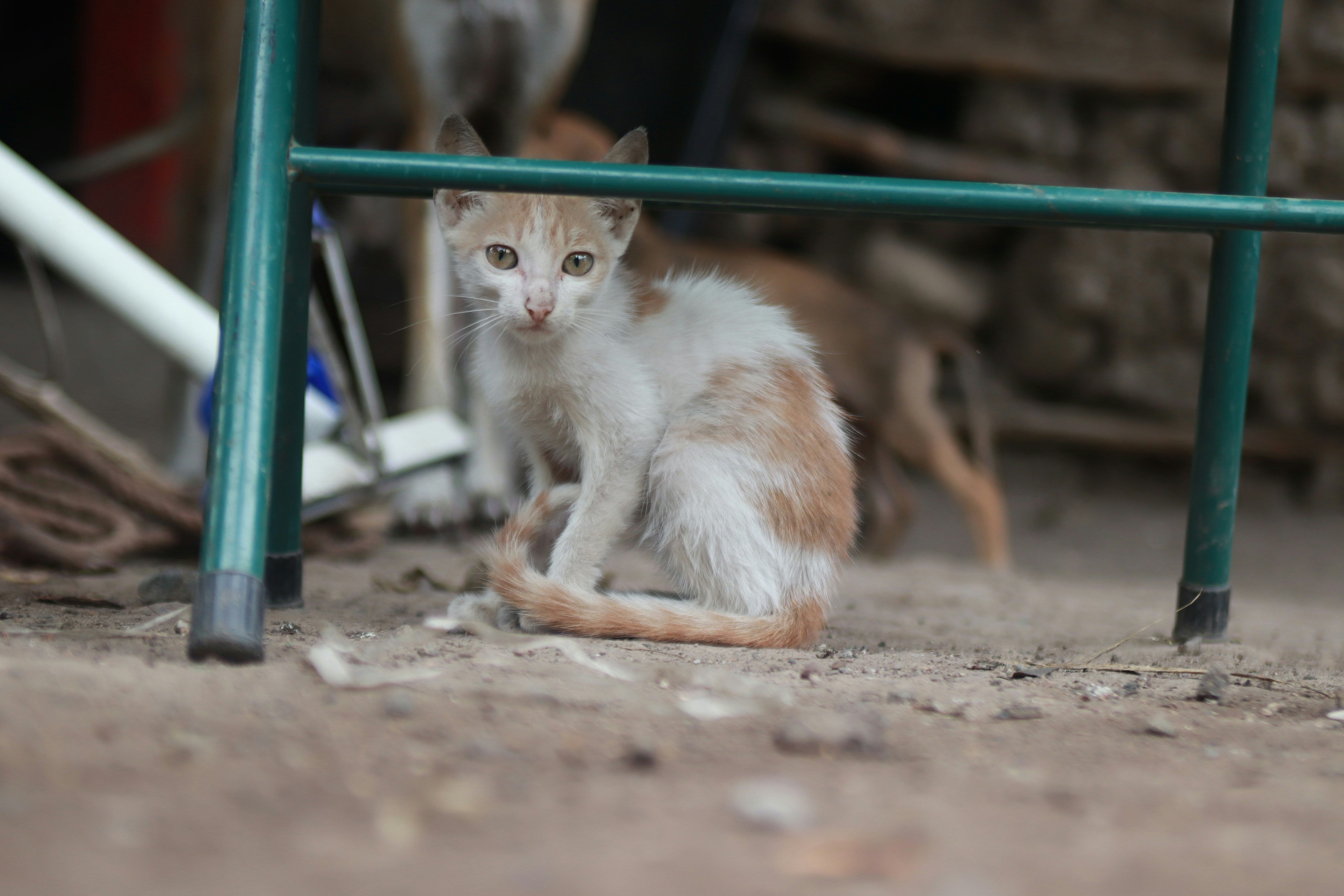 Shallow Focus Photo Of White And Orange Kitten Photo Free Animal
