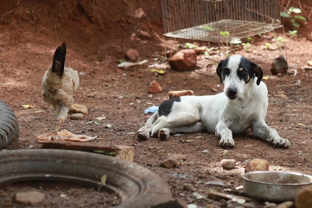 a black and white dog laying on the ground next to a chicken