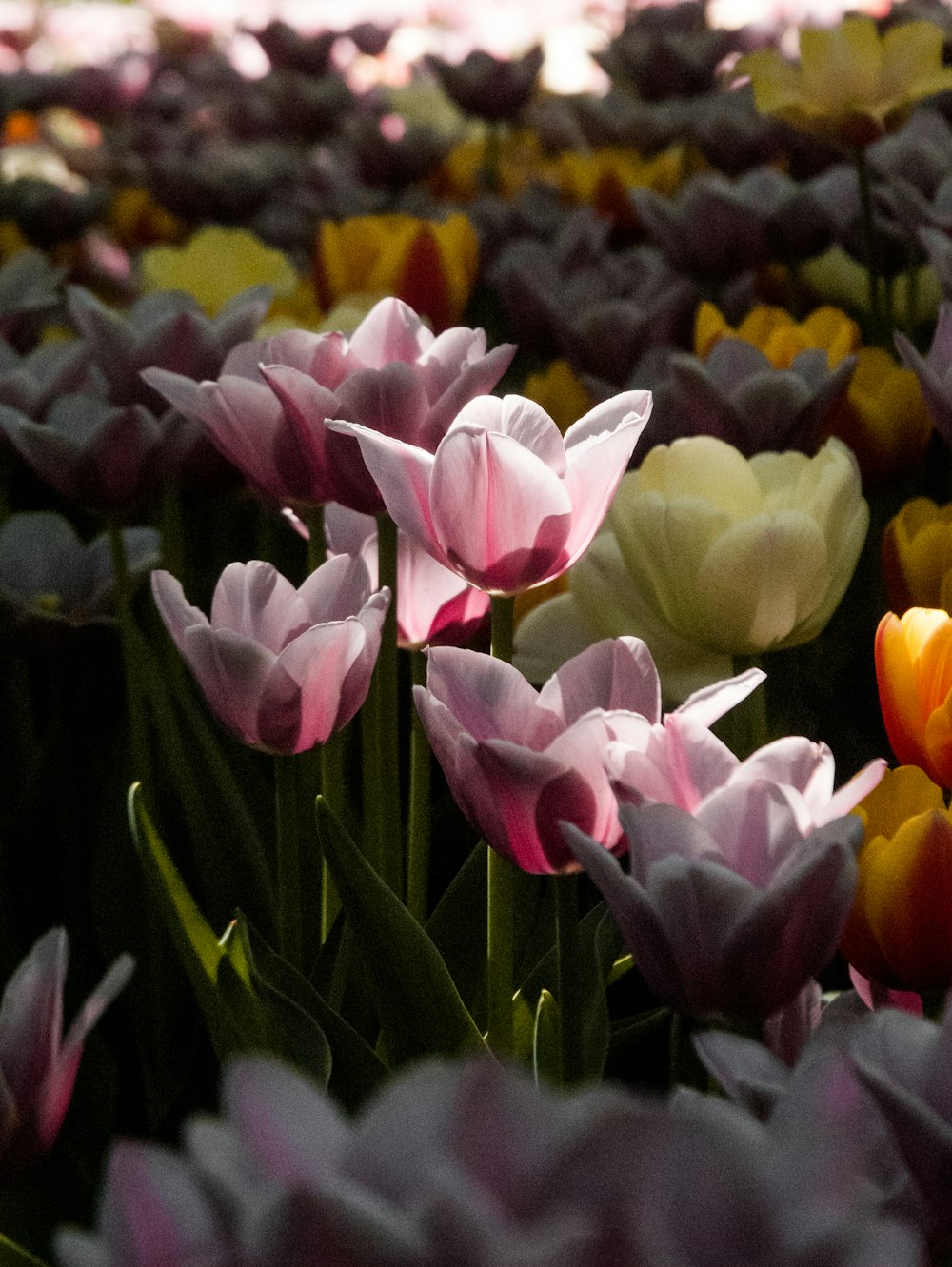 bed of black, pink, and white petaled flower