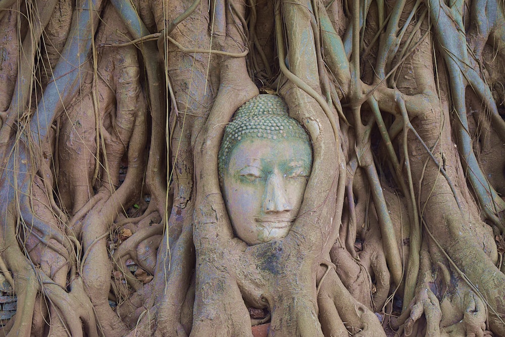 Buddha statue behind brown tree roots and vines