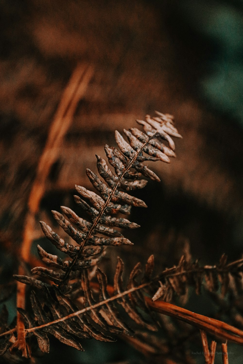 Photo de mise au point peu profonde de feuilles brunes