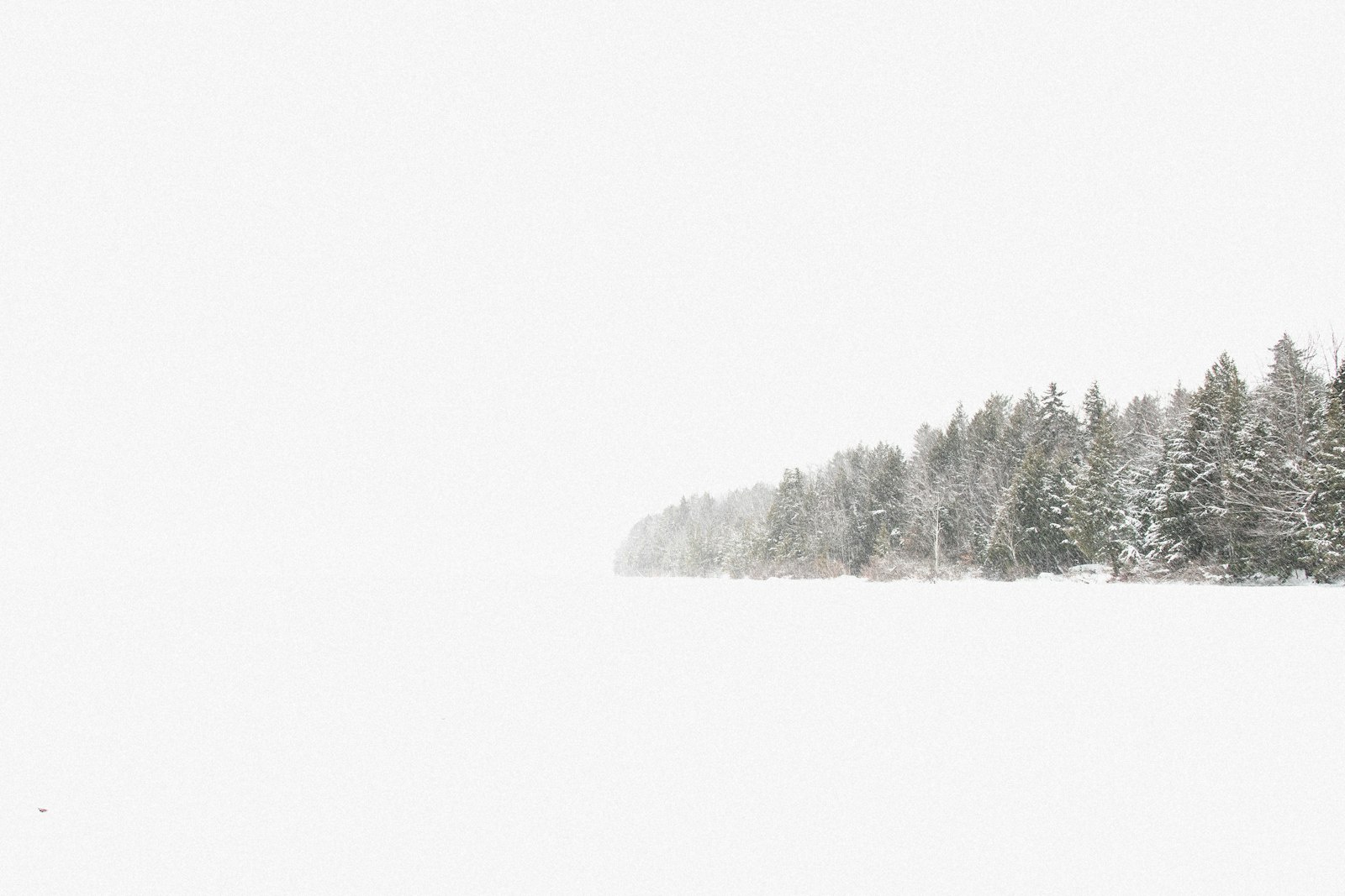 Nikon D500 + Sigma 17-50mm F2.8 EX DC OS HSM sample photo. Snow covered pine trees photography