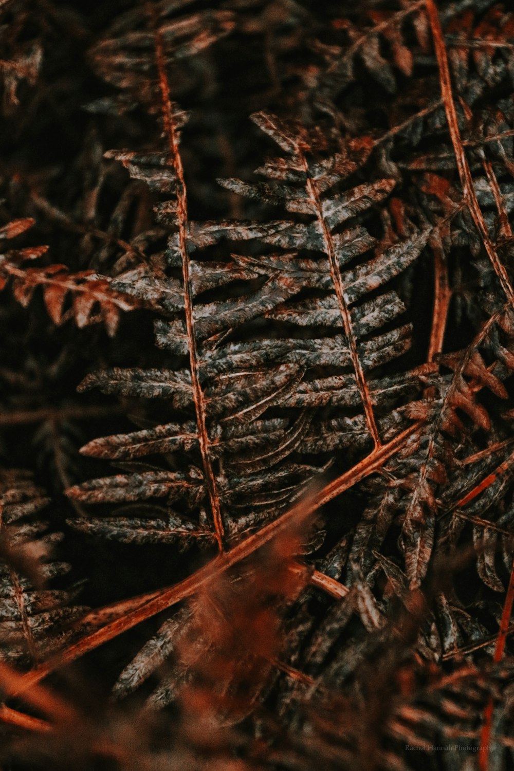 shallow focus photo of green leaves