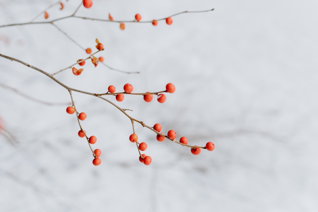 round red plant