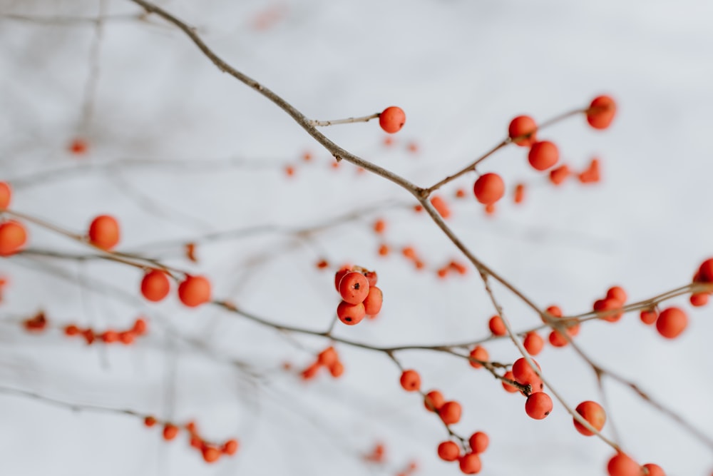 Fotografía de primer plano de cerezas naranjas