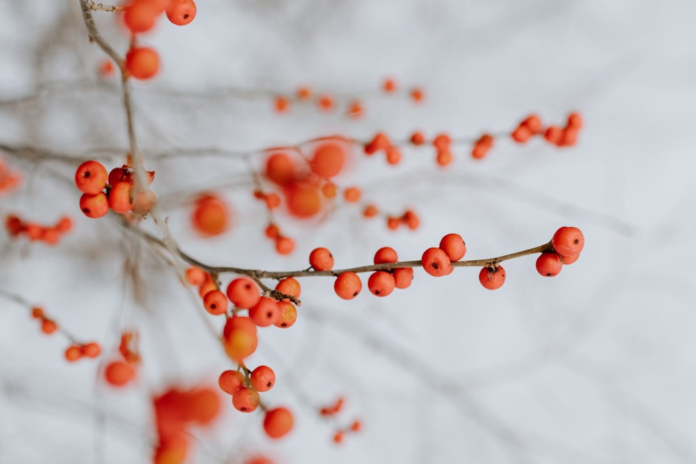 close up photography of orange cherries