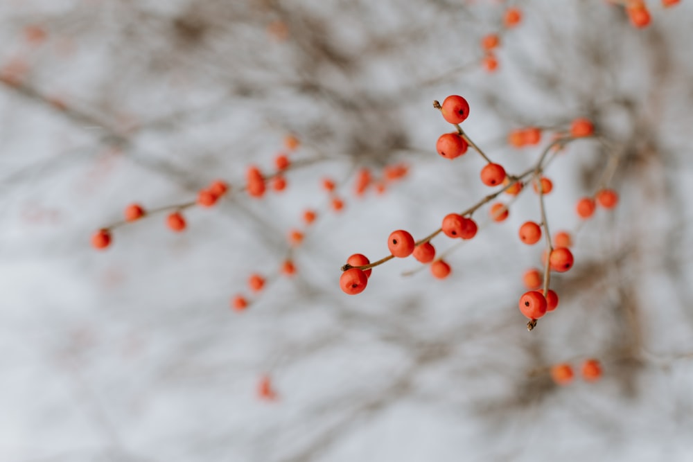 close up photography of orange cherries