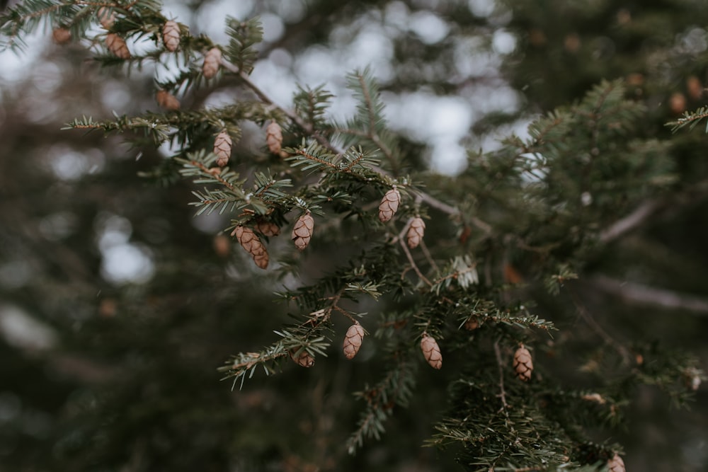 close up photography of pine cone plant