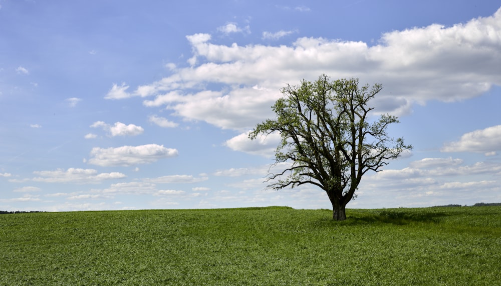 green tree under cloudy sky