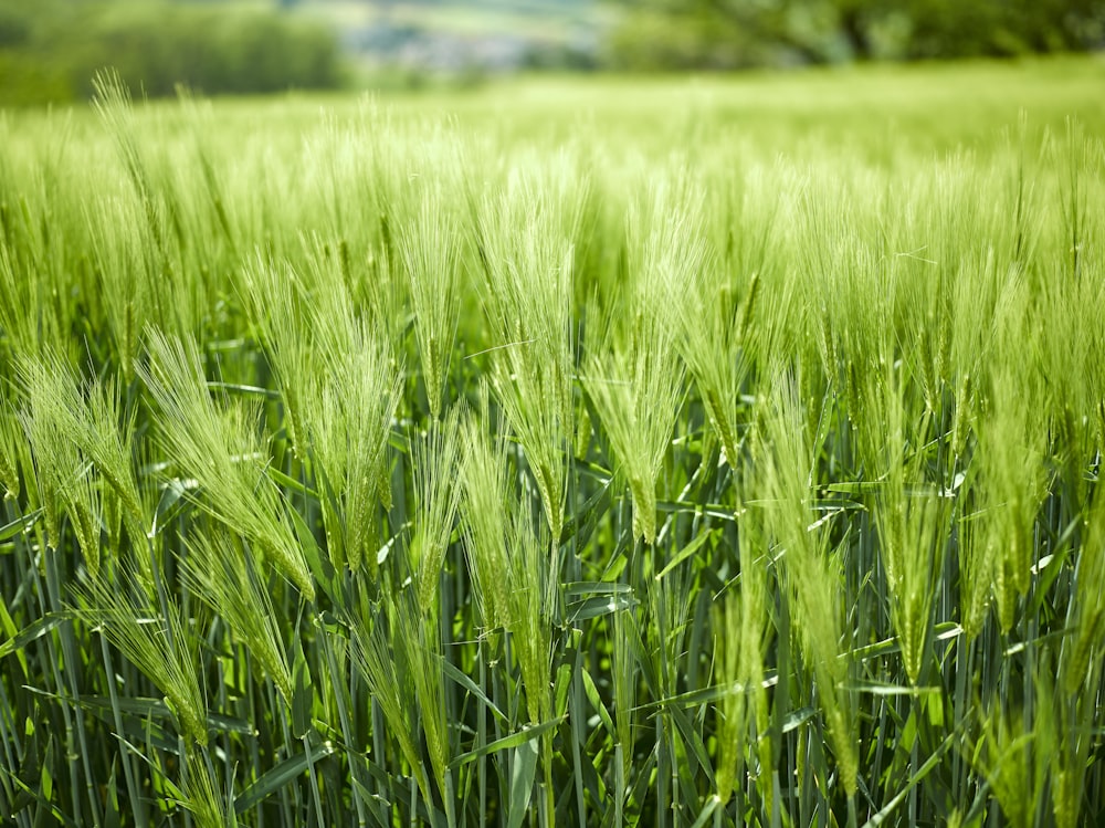 green farmland