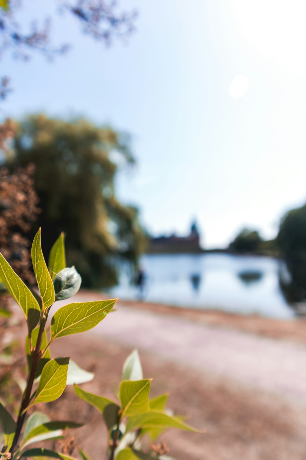 selective-focus photograph of green leafed plant