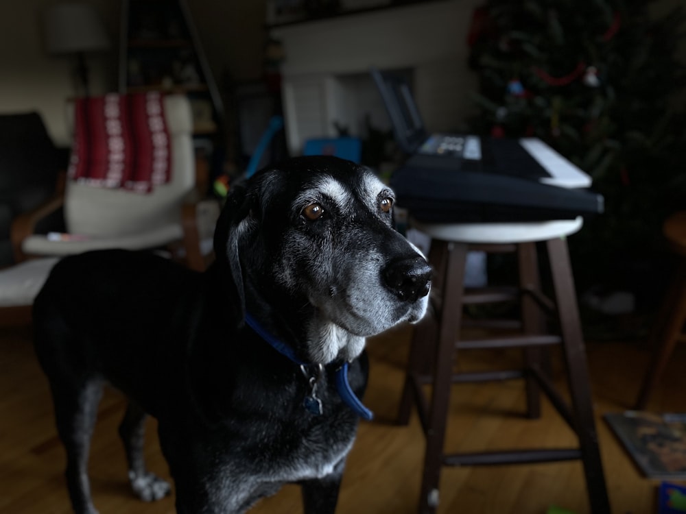 shallow focus photo of short-coated black dog