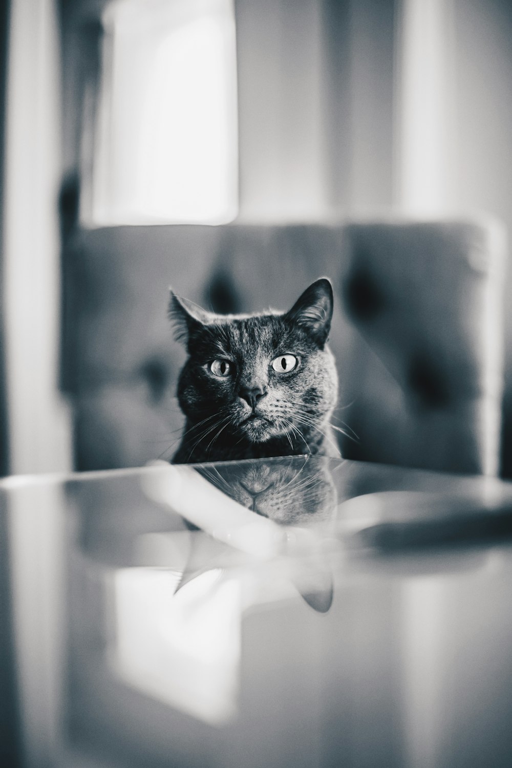 grayscale photo of cat