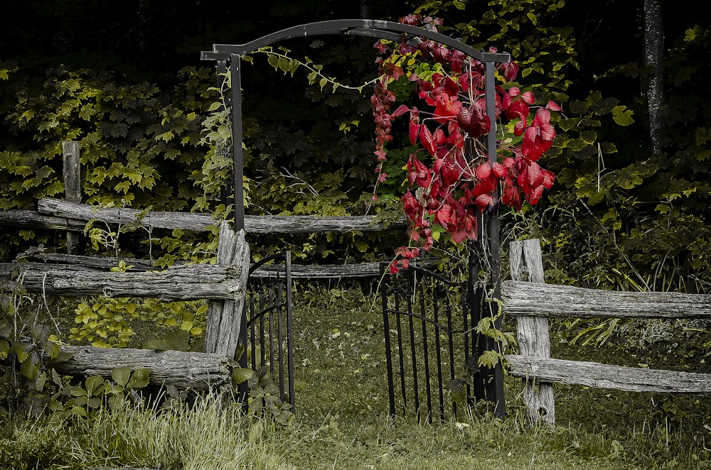 shallow focus photo of red flowers on black wooden arch