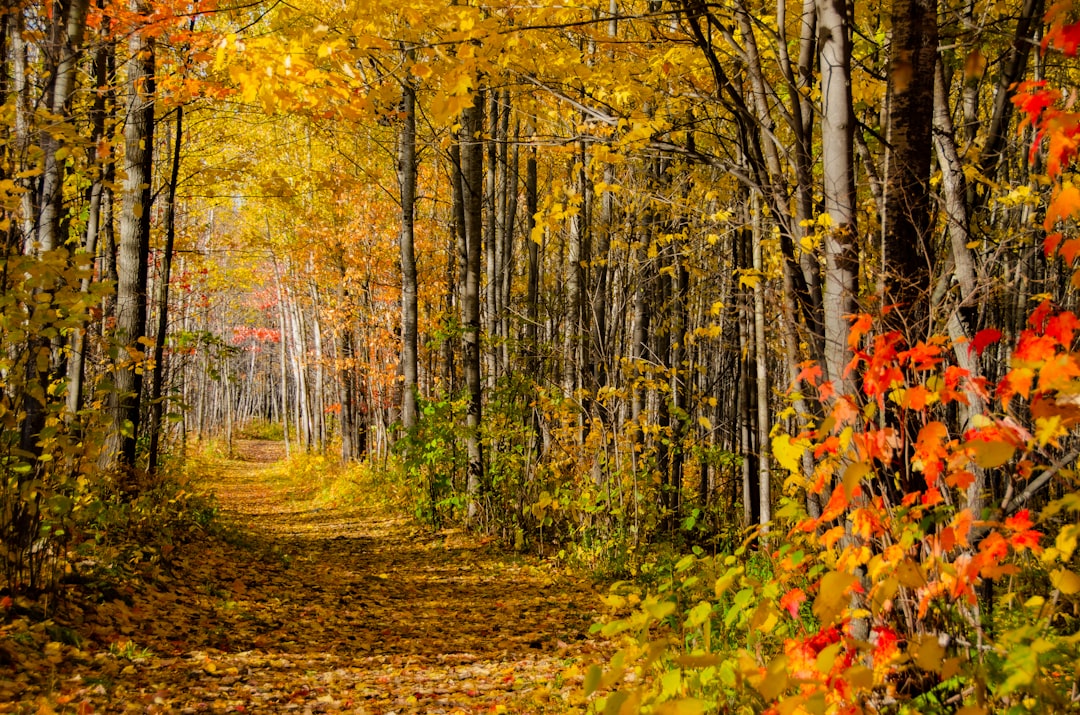 travelers stories about Forest in North Bay, Canada