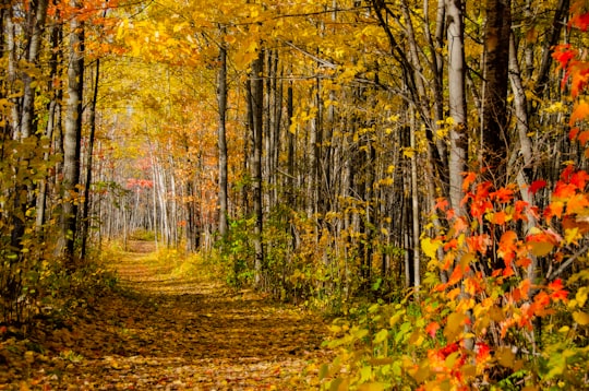 pathway between inline trees in the forest in North Bay Canada