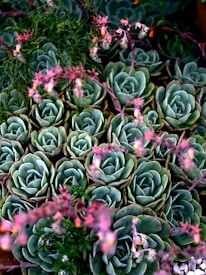 Several rosettes of green succulents with thick leaves are arranged closely together. Pink and red flowers on thin stalks are interspersed among the succulents, adding a splash of color. Some greenery is visible in the background, enhancing the lush appearance of the scene.
