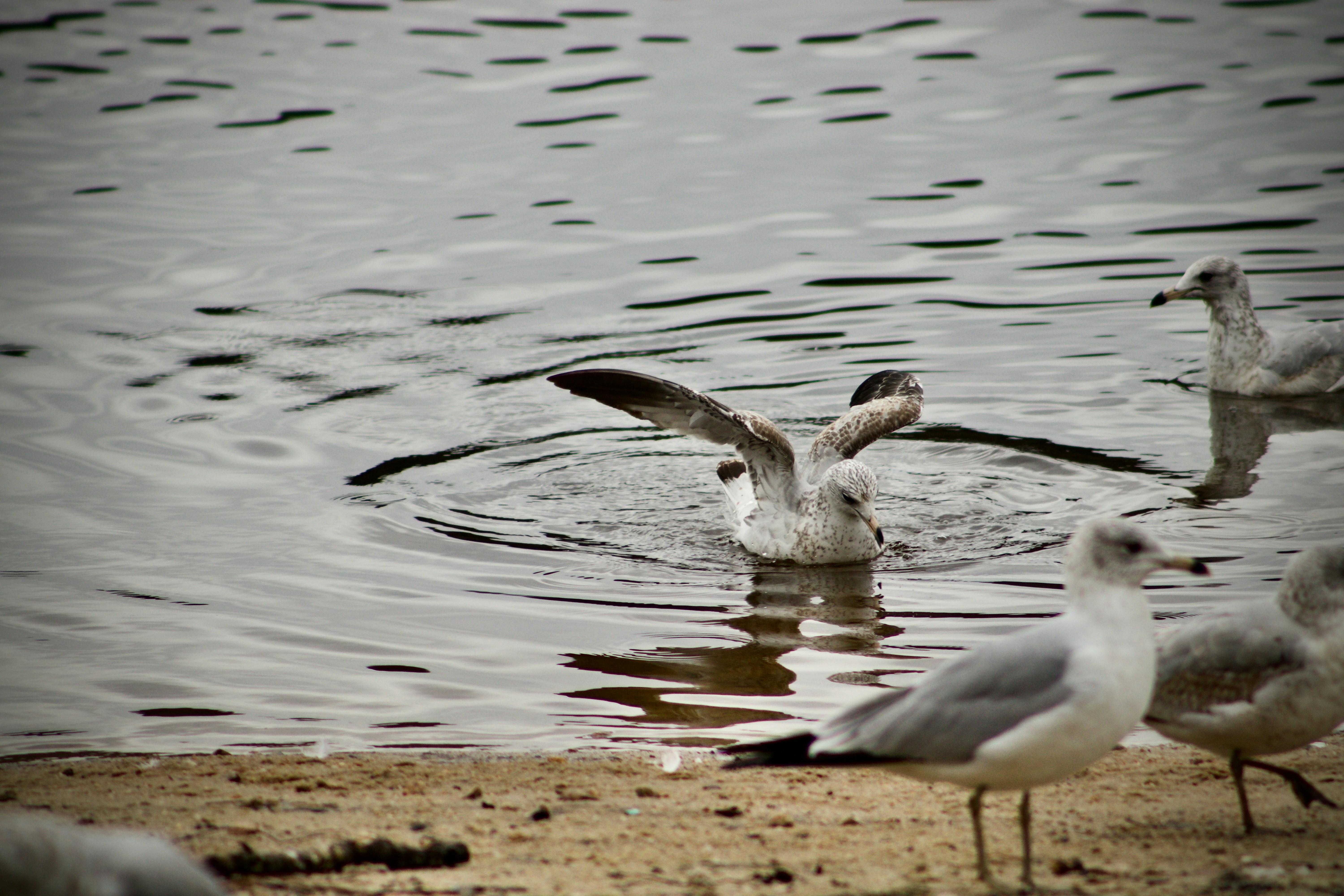 Photo by mrperfect229