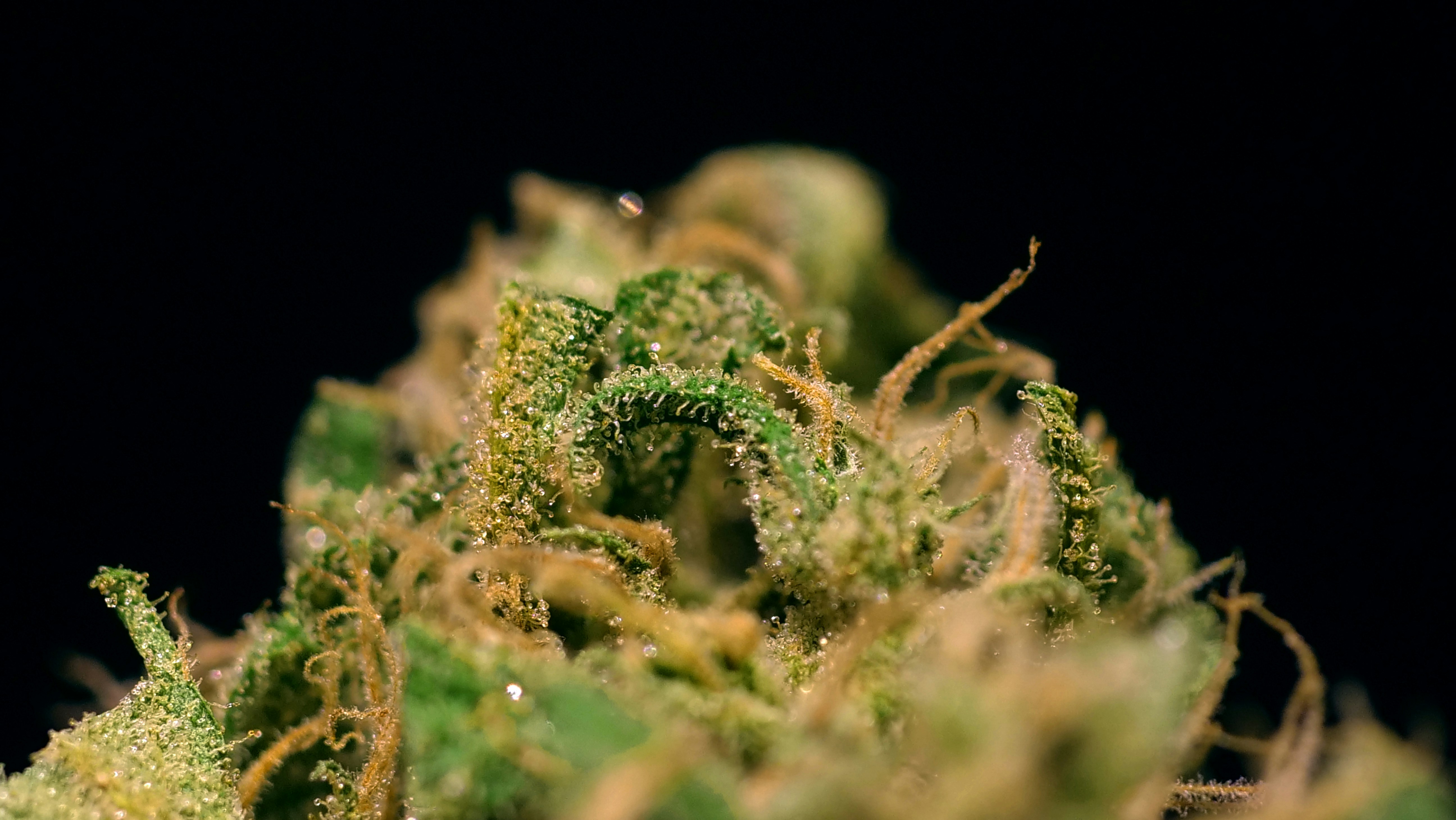 King Louie XIII Marijuana Strain