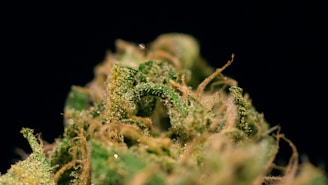 A close-up view of a cannabis bud with visible trichomes and fine orange hairs. The intricate details of the bud's texture and structure are highlighted against a black background.