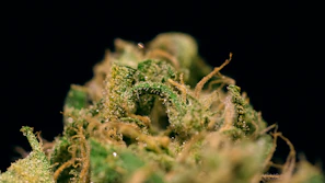 Detailed shot of cannabis inflorescences being processed by the D-Bud machine.