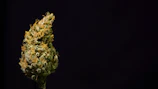 Close-up of exotic cannabis flower showcasing its quality.