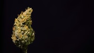 A close-up view of a cannabis bud against a plain dark background, showcasing the intricate details and textures of the plant, including orange pistils and frosty trichomes.