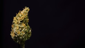 A close-up view of a cannabis bud against a plain dark background, showcasing the intricate details and textures of the plant, including orange pistils and frosty trichomes.
