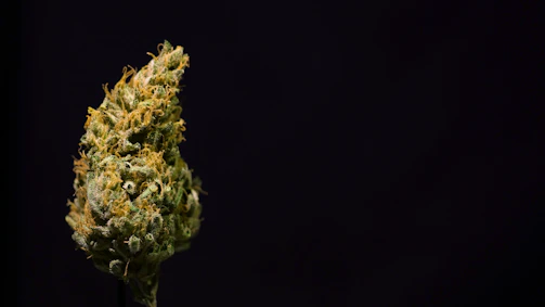 Close-up of exotic cannabis flower showcasing its quality.