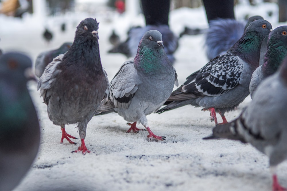 flock of pigeon photograph