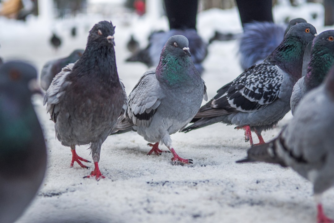 flock of pigeon photograph