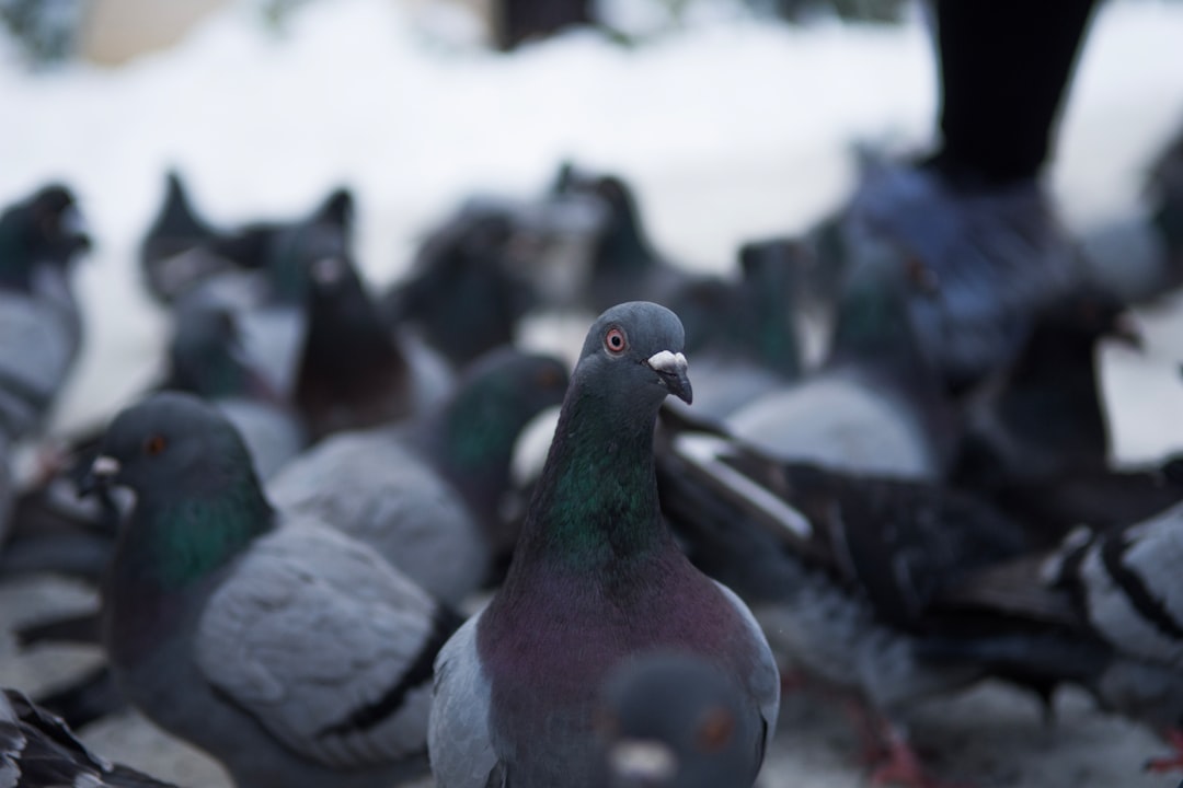flock of pigeon