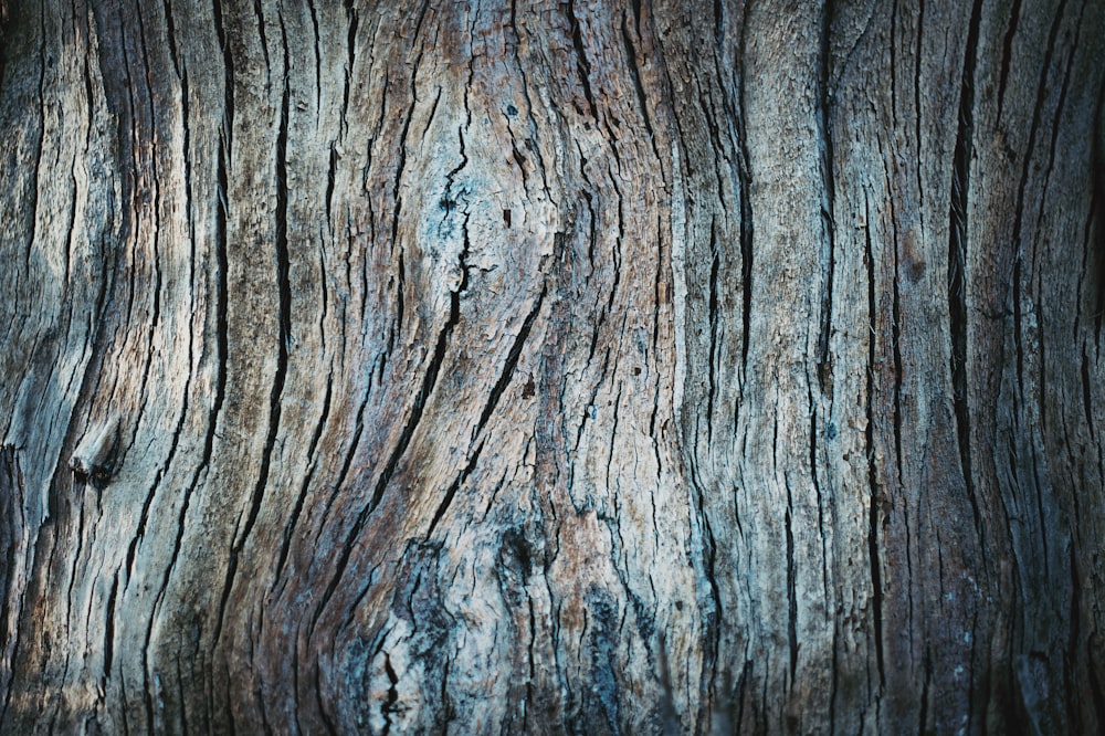 a close up of the bark of a tree