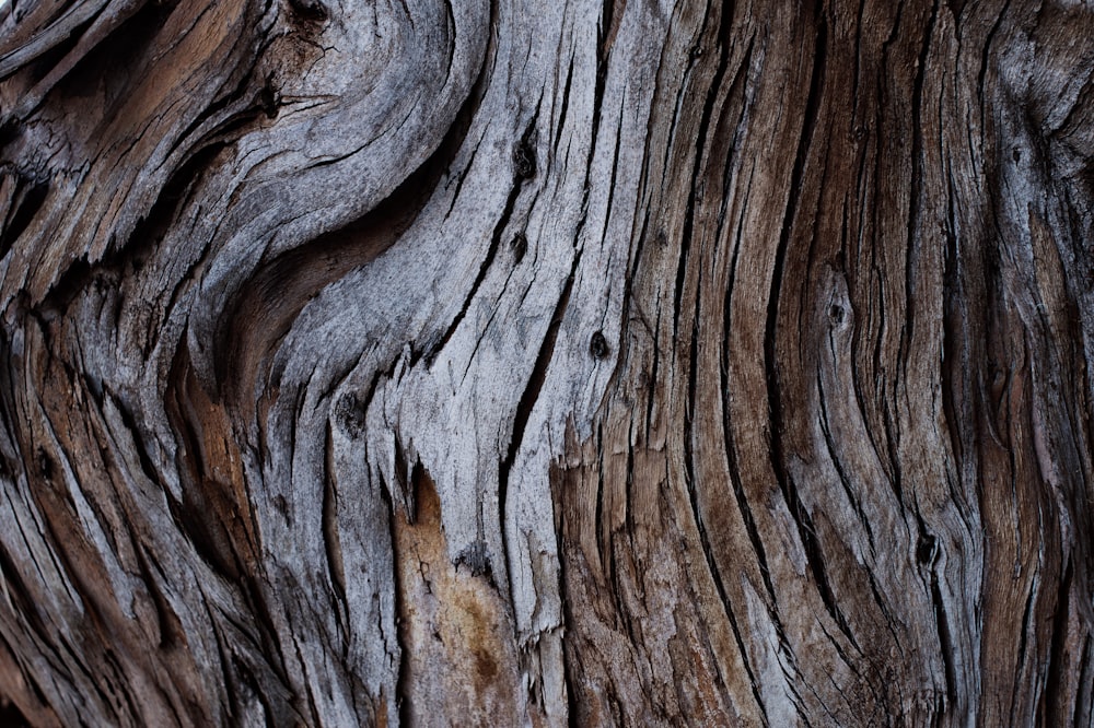 brown tree trunk