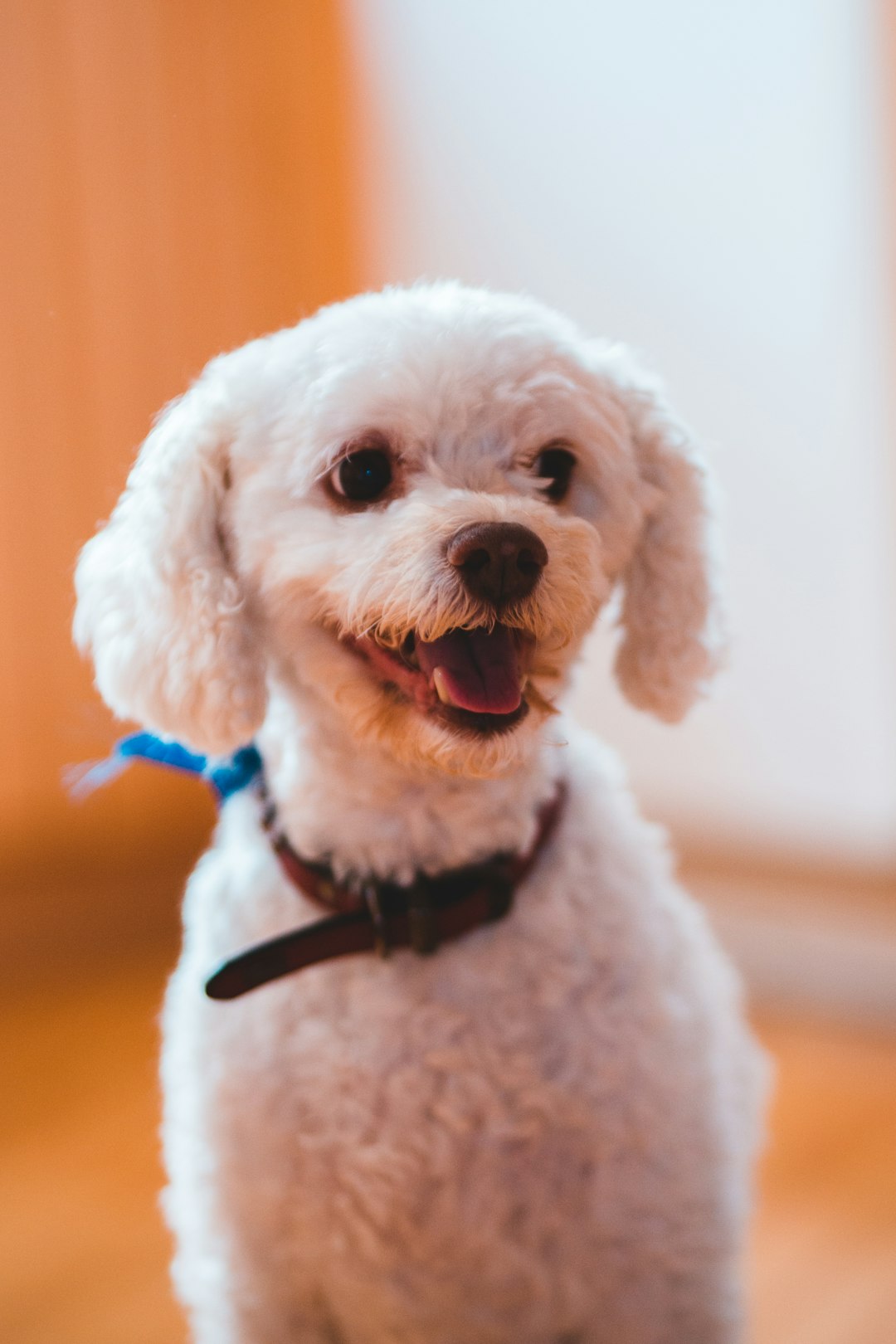 medium-coated white dog