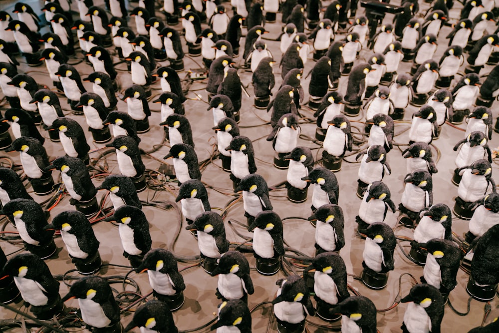 penguins on snowy field