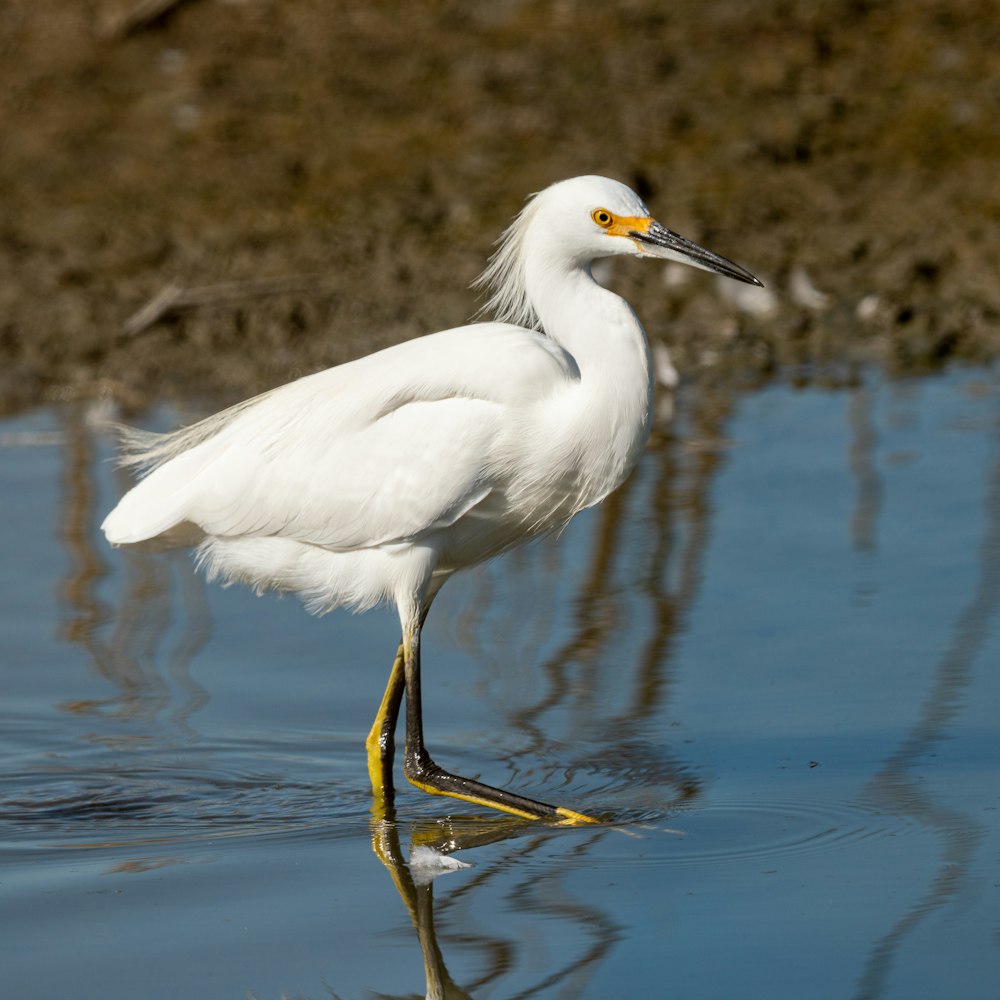 shallow focus photo of great egret