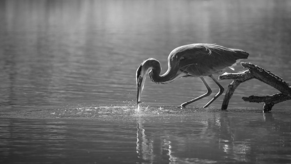 ein Schwarz-Weiß-Foto eines Vogels, der Wasser trinkt