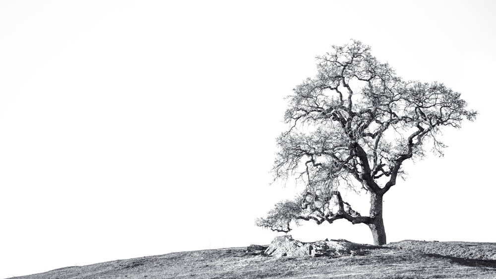 a black and white photo of a tree on a hill