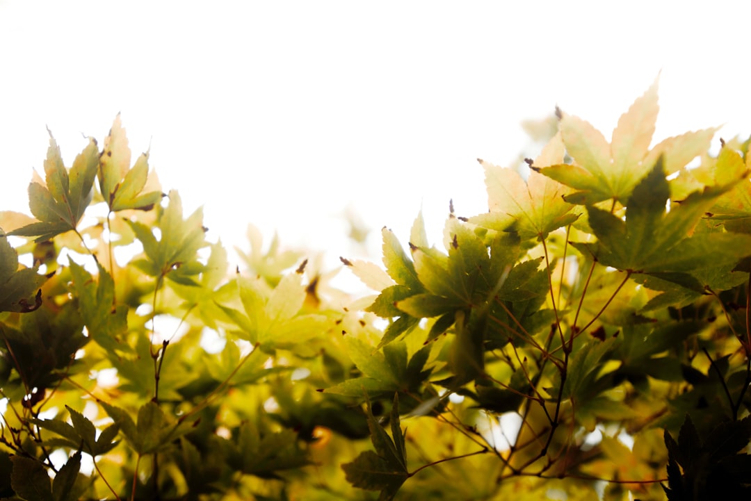 selective focus photography of green-leafed plant