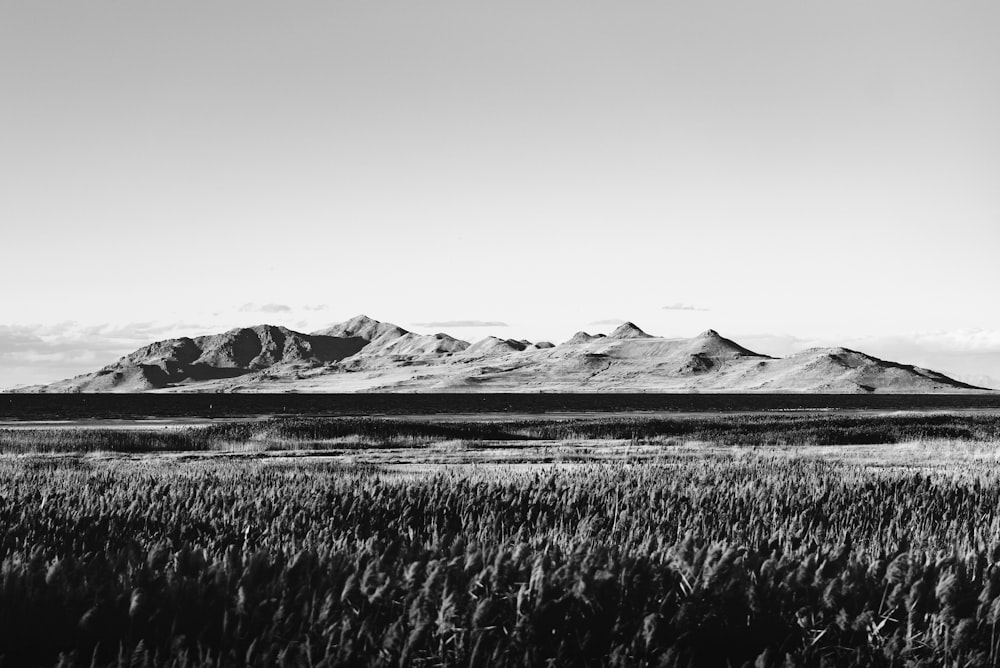 grayscale photography of grass field