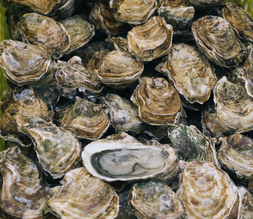 Selektive Fokusfotografie von aufgetürmten Muscheln