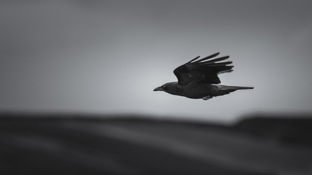 grayscale photography of soaring crow