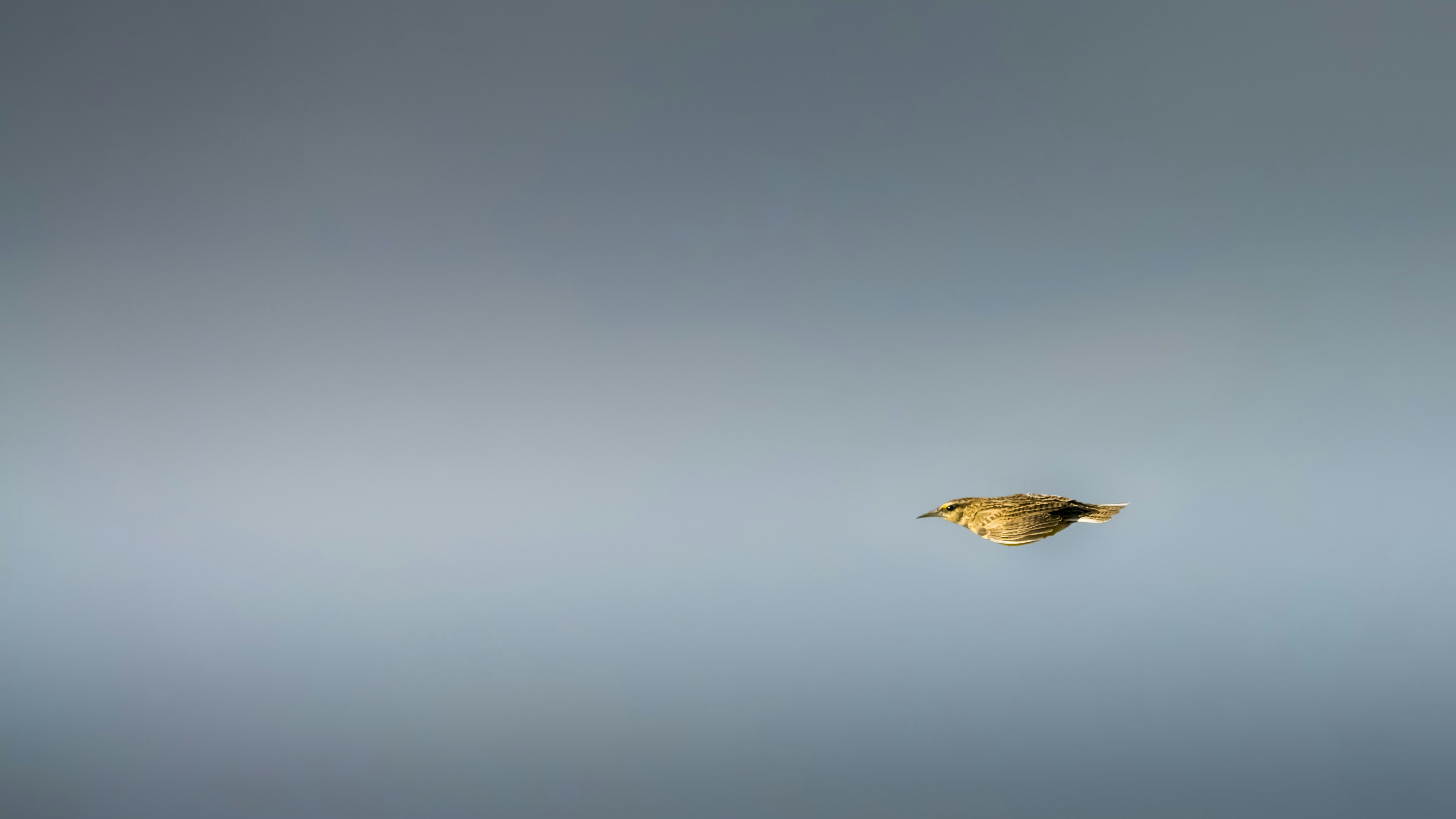 Photo by tuninglever