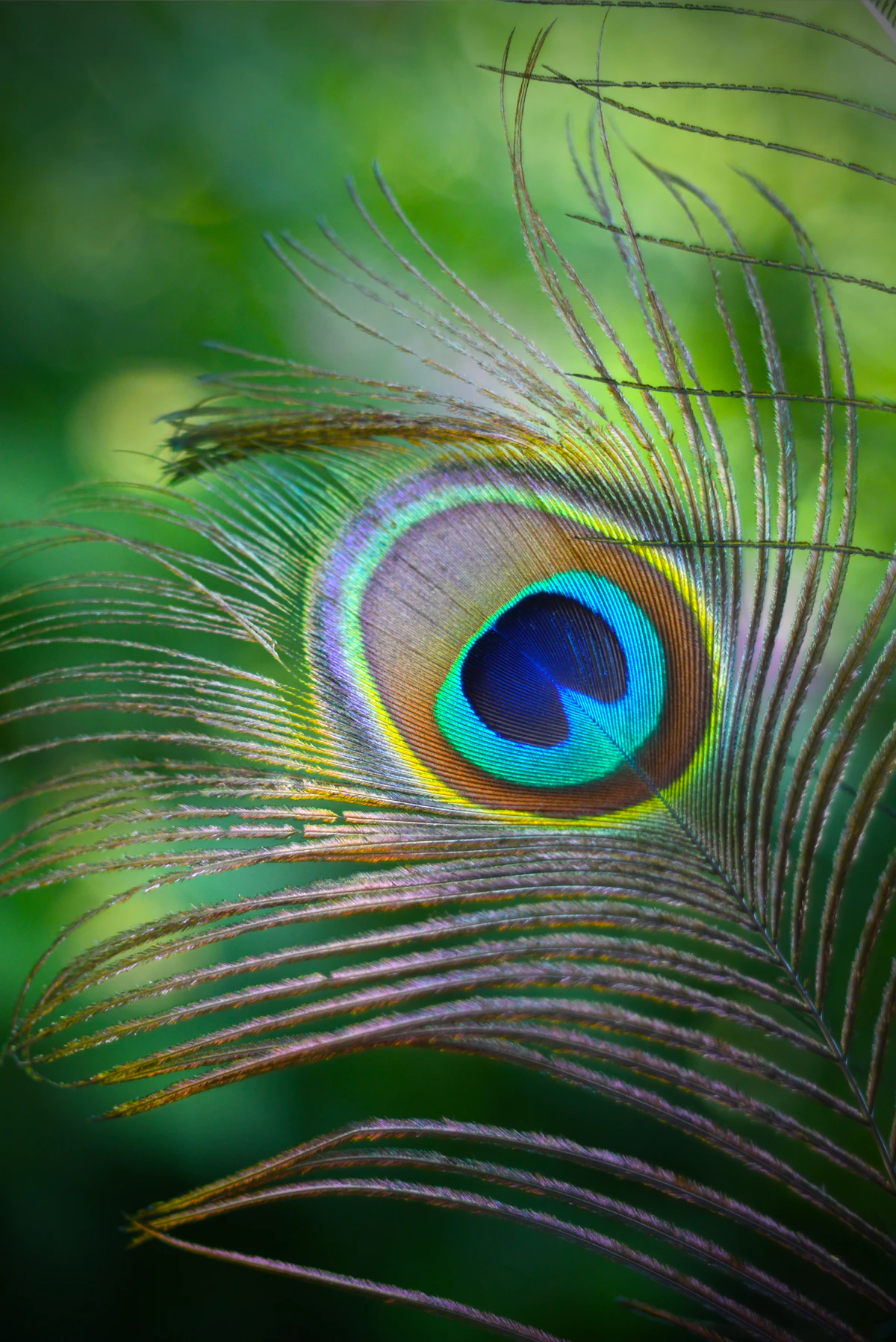 Pluma de pavo real con sus colores vivos sobre un fondo verde natural