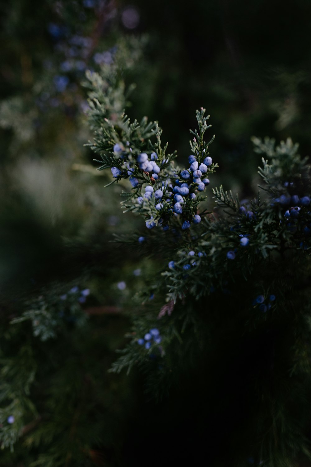 close-up photography of blueberries