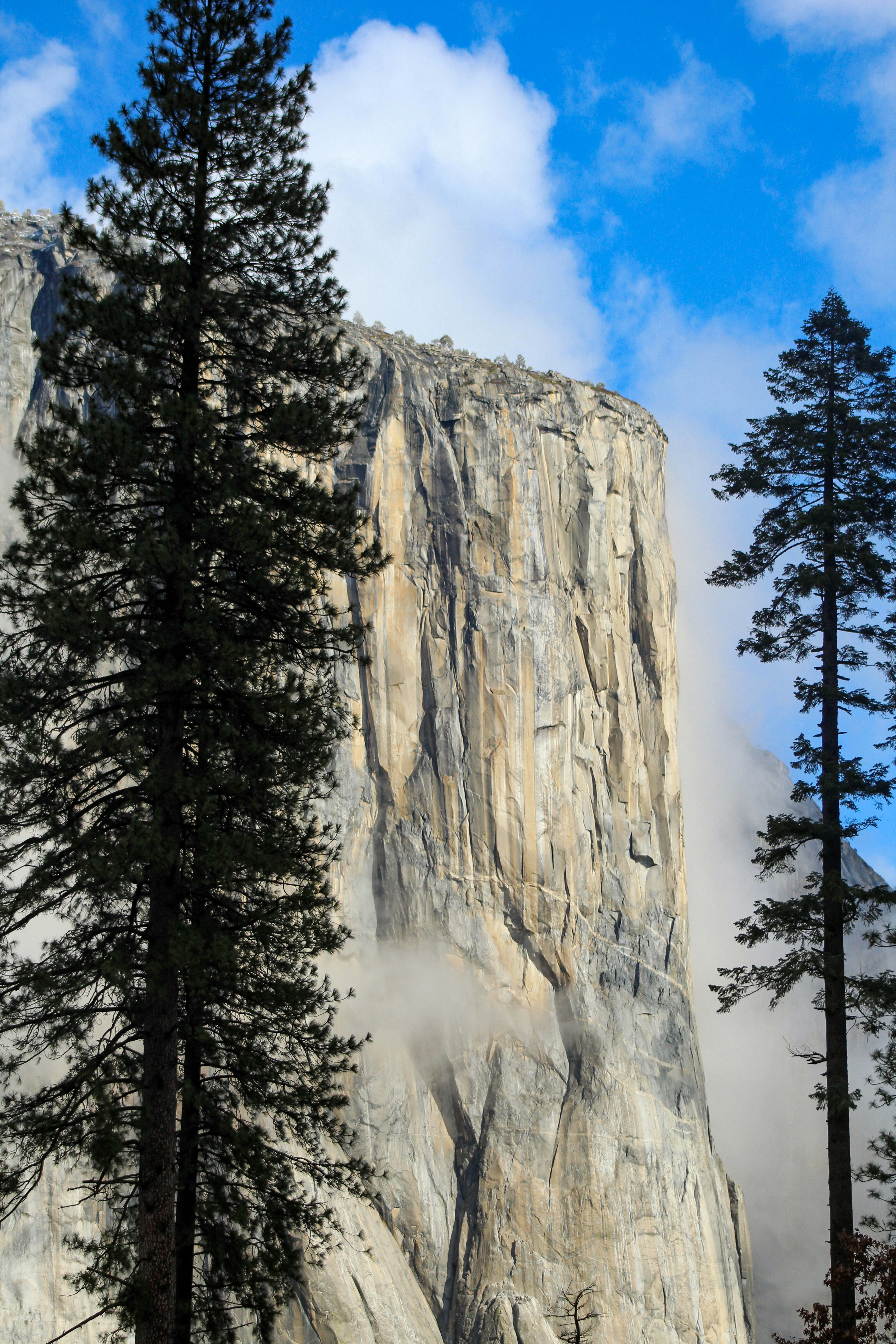shallow focus photo of green trees near mountain under cloudy sky