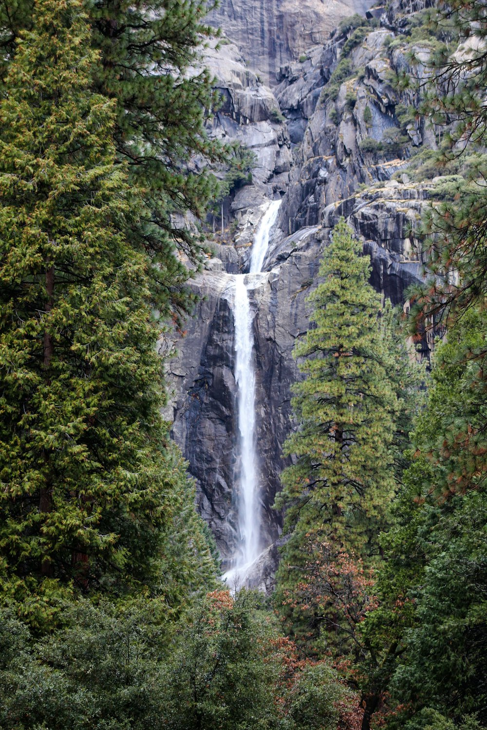 trees beside waterfalls